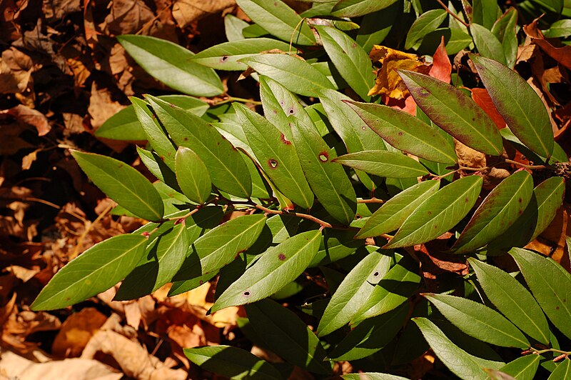 File:Dog-hobble Leucothoe axillaris Branch 3008px.jpg