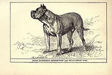 Dogue de Bordeaux CH "Sans-Peur", 1900. Dogue de Bordeaux BDL.jpg