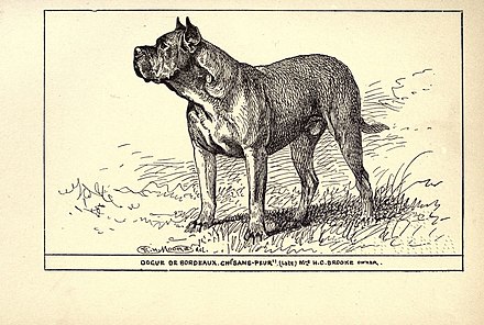 Dogue de Bordeaux CH "Sans-Peur", 1900.