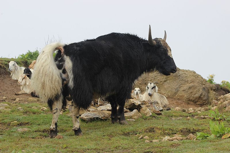File:Domestic yak in Sandakpur.jpg