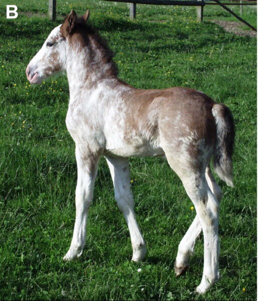 This dominant white Franches Montagnes colt (W1/+) lost almost all his residual pigment by the time he was 3 years old (below)