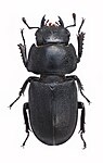 Dorcus parallelipipedus f.jpg