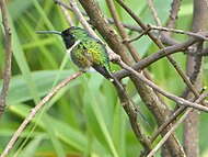 Guatemalaklypestjert, Doricha enicura, hann