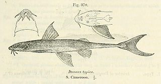 <span class="mw-page-title-main">Doumeinae</span> Subfamily of fishes