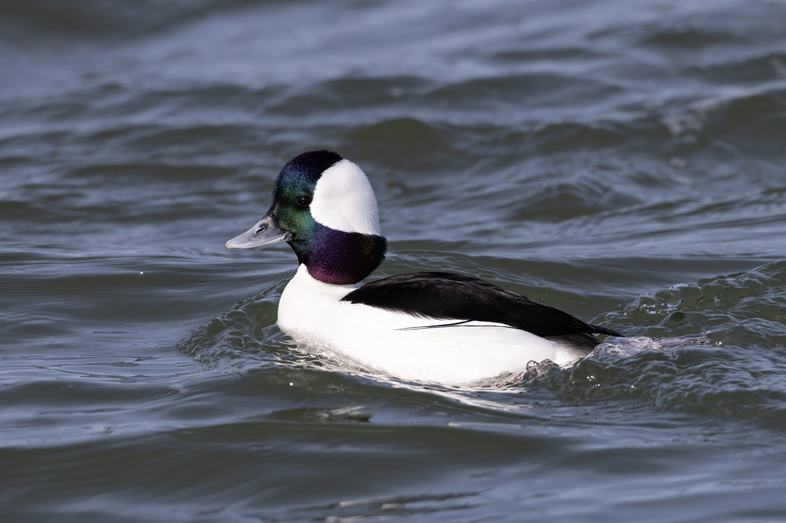 Bufflehead