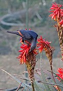 Drakensbergen The Cavern Cape starling feeding on aloe 12.jpg