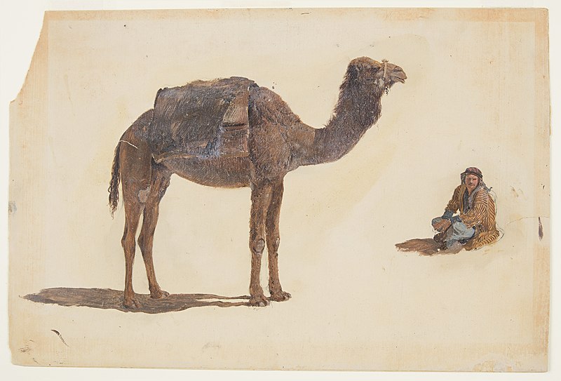 File:Drawing, Study of a dromedary, 1868 (CH 18201403).jpg