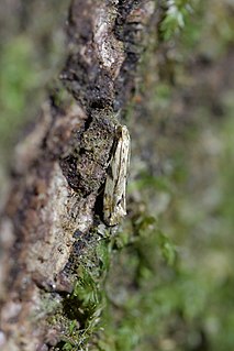 <i>Dryadaula myrrhina</i> Species of moth