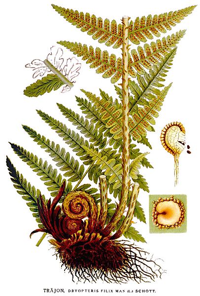 File:Dryopteris filix mas nf.jpg