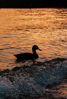 Duck silhouette at Garda Lake