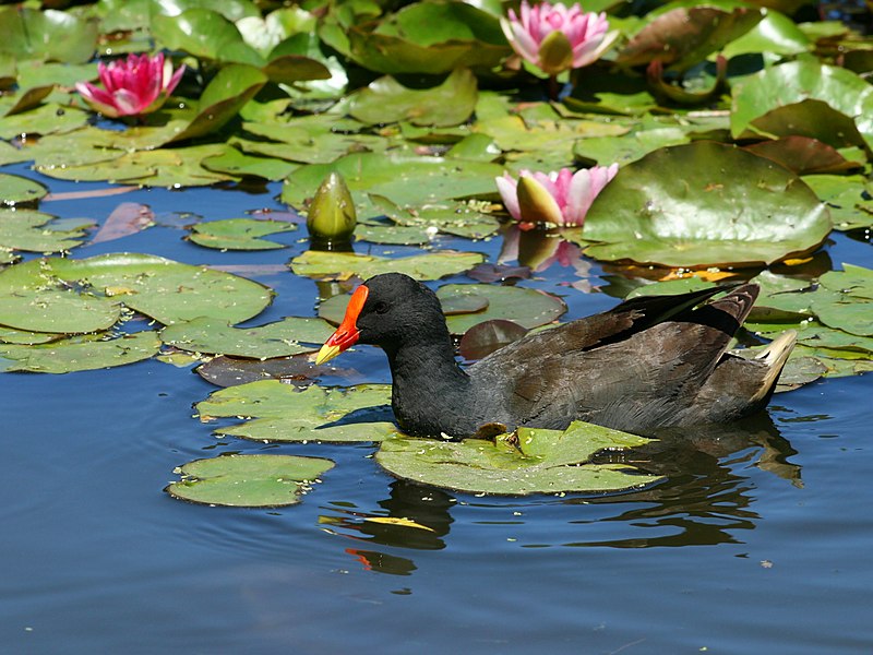 File:Dusky Moorhen Water Lilies.jpg