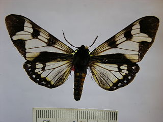 <i>Dysschema porioni</i> Species of moth