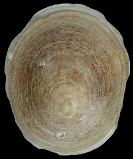 <i>Erginus galkini</i> species of mollusc
