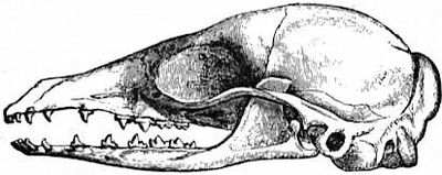EB1911 Carnivora Fig. 3 - Skull of Eupleres goudoti.jpg