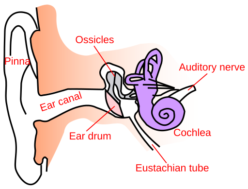 Ear-anatomy-text-small-en