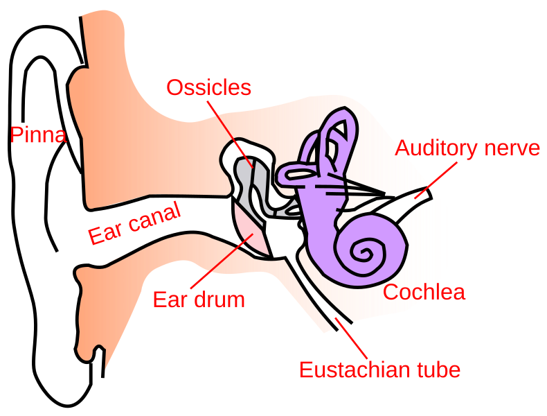 File:Ear-anatomy-text-small-en.svg