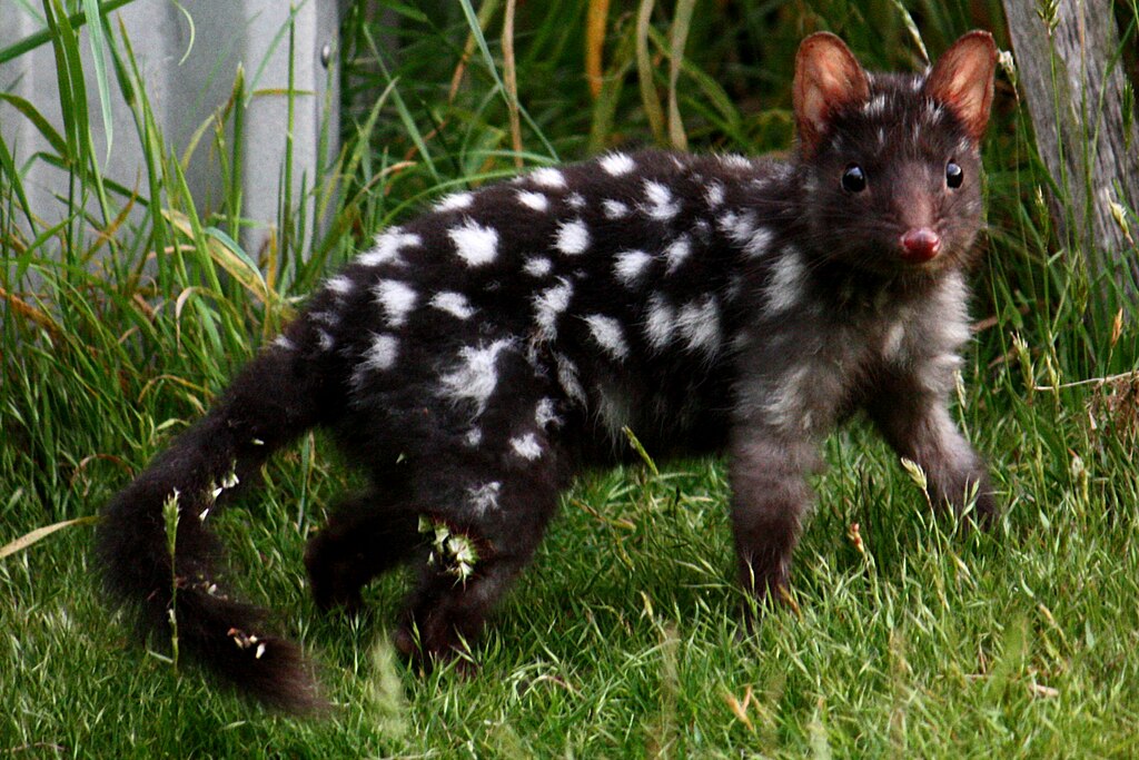 Eastern Quoll (Black).jpg