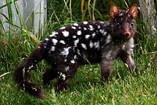 A black eastern quoll photographed in Tasmania Eastern Quoll (Black).jpg