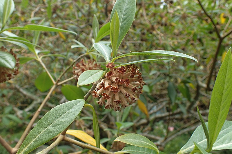 File:Edgeworthia gardneri kz04.jpg