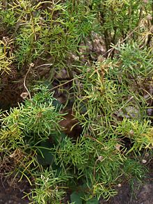 Edmondia pinifolia (Көк таулар BG) .jpg