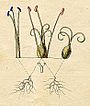 Ehret-Methodus Plantarum Sexualis-Y.jpg