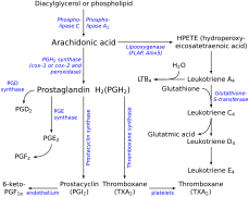 Eicosanoid synthesis