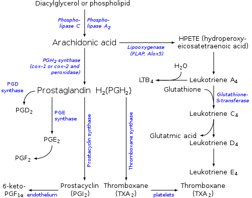 Eicosanoid synthesis.