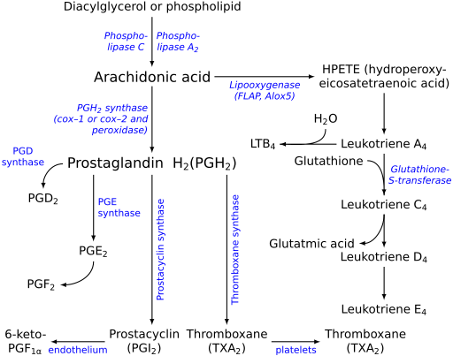 Figure (1) The Arachidonic acid cascade, showing biosynthesis of AA's eicosanoid products. EPA and DGLA compete for the same pathways, moderating the actions of AA and its products. Eicosanoid synthesis.svg