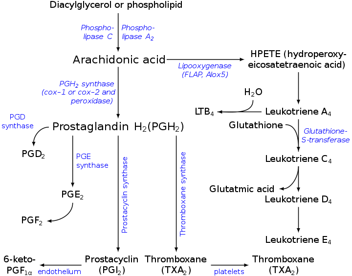 Eicosanoid synthesis. (Prostacyclin near bottom center.)