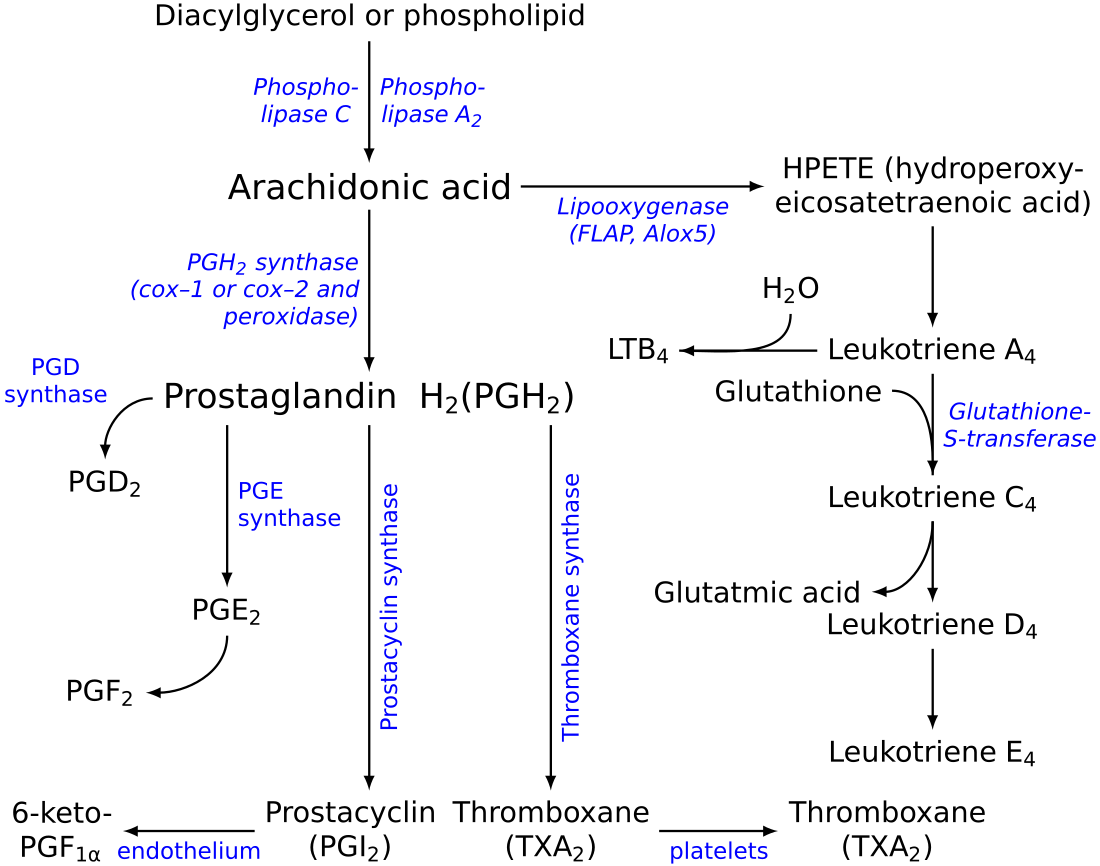 Leukotrien B4