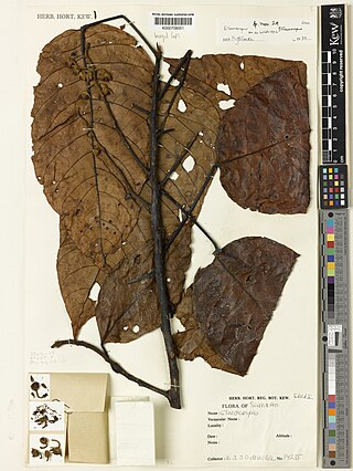 <i>Elaeocarpus brigittae</i> Species of flowering plant in the family Elaeocarpaceae