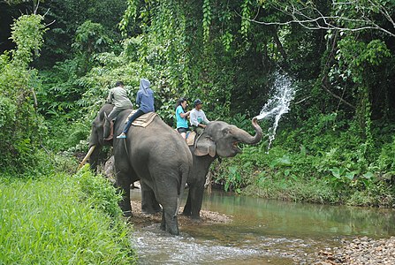 Elephant Patrol at Pemerihan Bukit Barisan Selatan National Park - panoramio.jpg