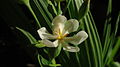 Fleur de Eleutherine bulbosa