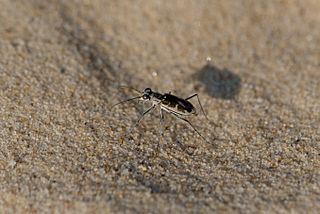 <i>Ellipsoptera puritana</i> Species of beetle