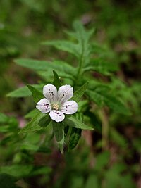 E. nyctelea