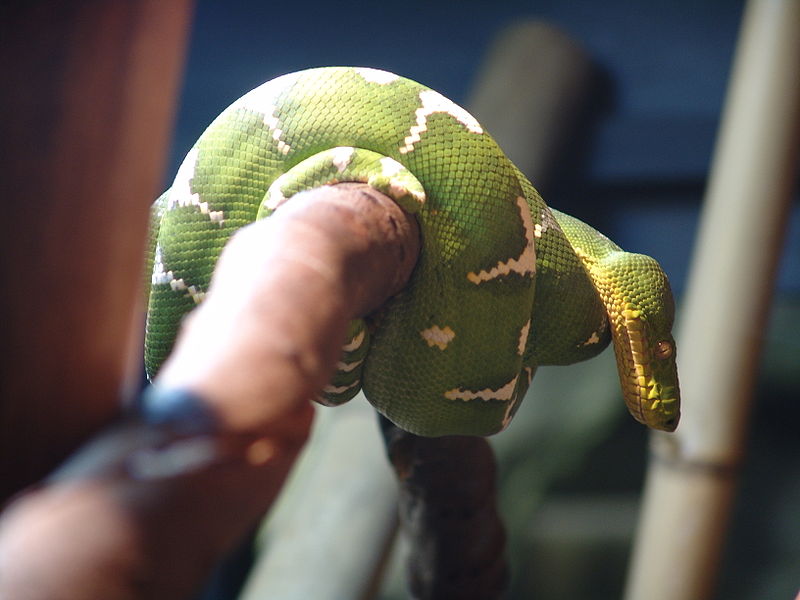 File:Emerald Tree Boa 02.jpg