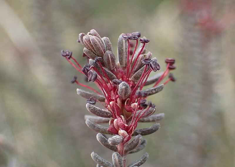 File:Empetrum nigrum kz64.jpg