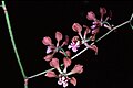 Encyclia hanburyi flowers