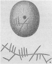 Ennis-Perle – Abbildung von 1856