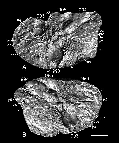 File:Eocarcinus fossil2.jpg