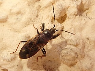 <i>Eremocoris fenestratus</i> Species of dirt-colored seed bug
