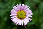 Thumbnail for Erigeron glaucus