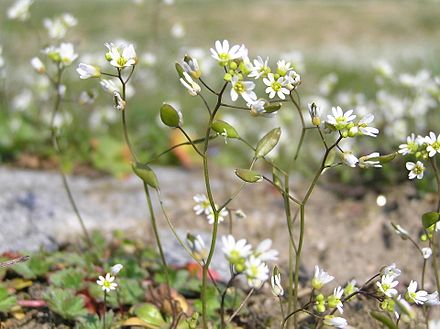 Верна растение. Крупка Весенняя (Draba Verna (Erophila Verna). Крупка Весенняя — Draba VEMA. Erophila. Веснянка растение.