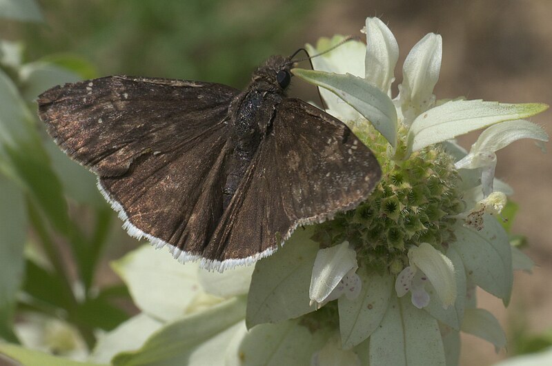 File:Erynnis funeralis P1100185a.jpg