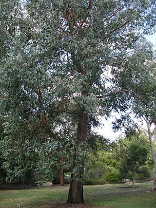 <i>Eucalyptus chapmaniana</i> Species of eucalyptus