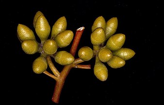 flower buds Eucalyptus mannensis buds.jpg