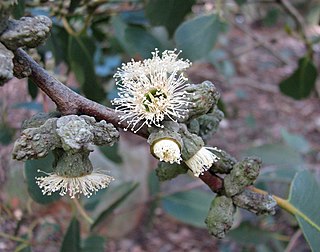 <i>Eucalyptus verrucata</i> species of plant