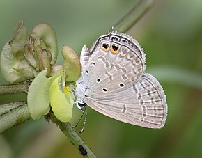 Bu görüntünün açıklaması, aşağıda da yorumlanmıştır