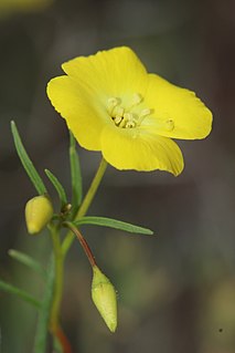 <i>Eulobus californicus</i> Species of flowering plant