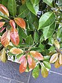 Eumundi Quandong tree's foliage.jpg